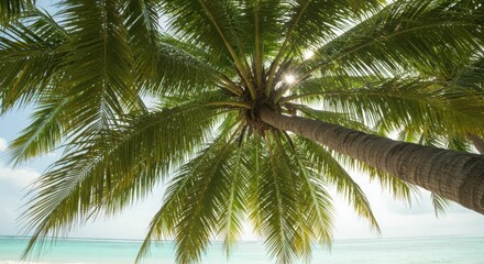 Fototapeta premium Sunlight filtering through palm tree on tropical beachscape