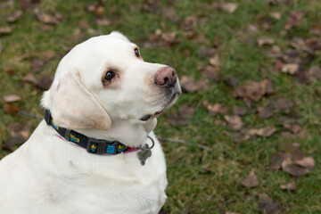 A friendly white Labrador rests in a park filled with autumn leaves, gazing curiously at something in the distance on a cool afternoon. The dog wears a bright collar