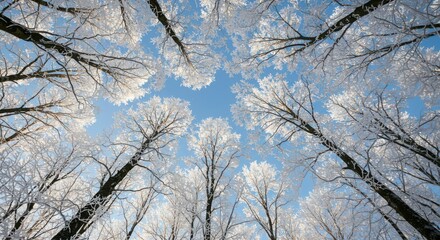 Frost-covered trees reaching toward clear blue sky in winter wonderland