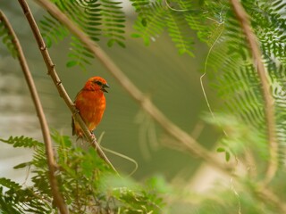 madagascar red fody