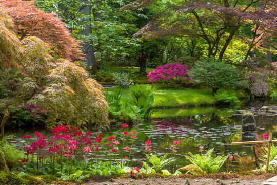Amazing landscape of rhododendron blossom , red leaves ogf Japanese   maple and primroses  in the Hague
