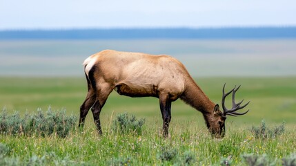 Naklejka premium Elk Grazing in a Green Grassland Under a Blue Sky