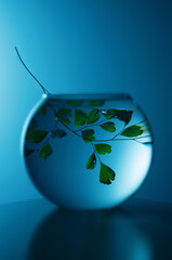 aquarium close up with a plant inside