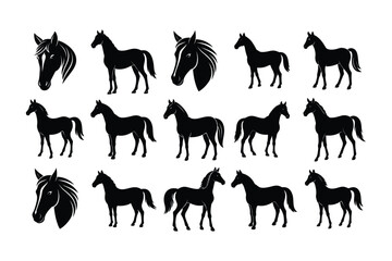 Horse Care and Training Essential Tips for Owners and Riders.