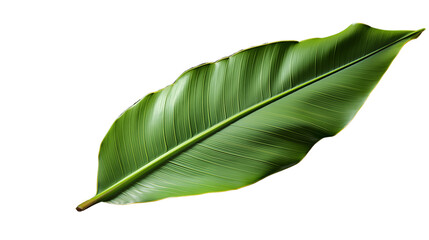 Obraz premium Tropical Green Leaf Lush and Exotic, Spa-Themed Design for Nature Displays, isolated on transparent background.