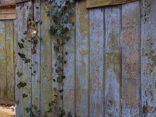 Alte Holzbretter Wand mit Efeu bewachsen