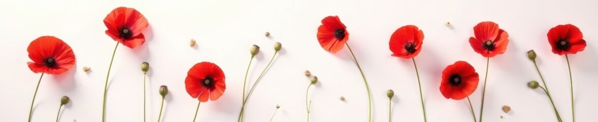 Obraz premium Several poppies scattered on pristine white surface, rhoeas, photography