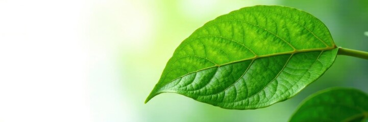 Obraz premium Single vibrant green cocoa leaf, crisp detail against white , macro, jungle