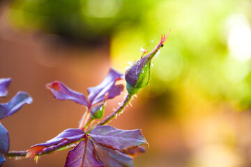 close-up of a rosebud on a blurred background. Delicate atmospheric photograph of budding rose in the garden