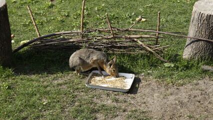 Mara at the zoo eats food on the lawn