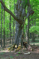 Slovakia - The old beech in the forest of Little Carpathian hills