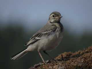 Beautiful bird in calm weather
