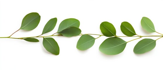 fresh eucalyptus branch with green leaves isolated on white background