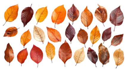 Autumn Leaves isolated on a white transparent background
