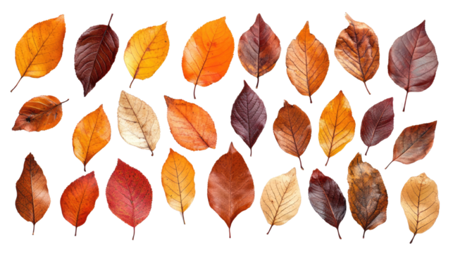 Autumn Leaves isolated on a white transparent background