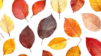 Obraz premium Autumn Leaves isolated on a white transparent background