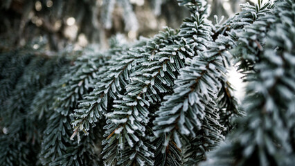 reifbedeckte Zweige einer serbischen Fichte an einem Wintertag