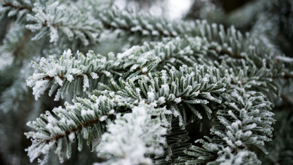 reifbedeckte Zweige einer serbischen Fichte an einem Wintertag