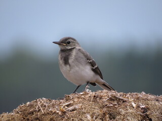 A small bird in a picturesque place
