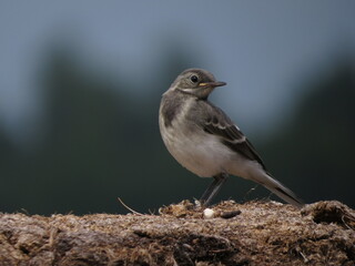 A small bird in a picturesque place
