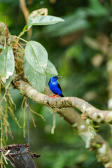 Red-legged honeycreeper singing on a tree branch in tropical rainforest
