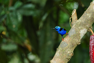 Red-legged honeycreeper perched on a slanted tree trunk in tropical rainforest
