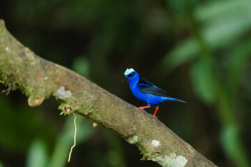 Red-legged honeycreeper standing on a tree branch in tropical rainforest