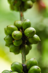 Macro shot of unripe green coffee cherries growing on a branch in a tropical plantation