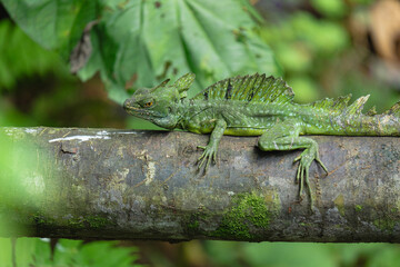 Green basilisk (Jesus Christ lizard) resting on a mossy branch in the tropical rainforest