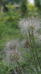 Green plant fluffy like a dandelion
