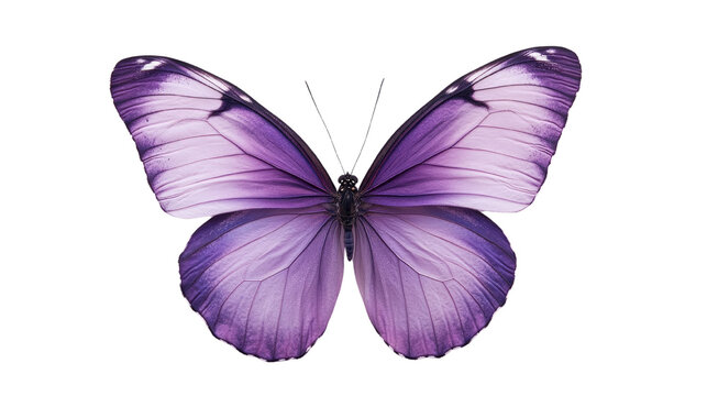 purple butterfly on white background clip art preview