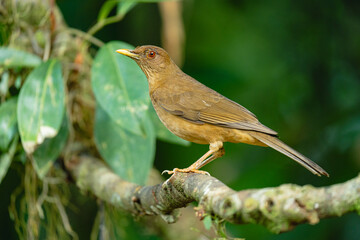Yigüirro, national bird of Costa Rica, perched on a branch in tropical forest