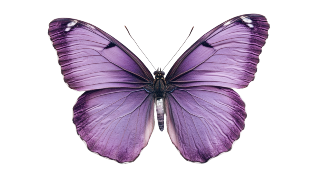 Butterfly purple animal insect isolated on transparent background
