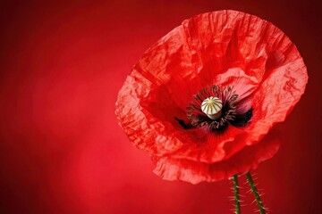 A Single Red Poppy Flower Against Red Background