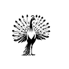 Fototapeta premium Peacock Vector Logo Design