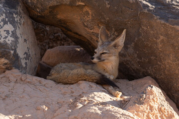 A Kit Fox rests quietly in the shade of a large basalt boulder near it's den in the desert of Southern Utah, USA on a late summer afternoon while looking to the left with ears pricked alertly.