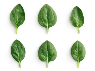 fresh green spinach leaves isolated on white background, flat lay, top view