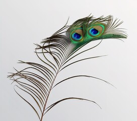 Obraz premium Peacock feathers isolated on white background