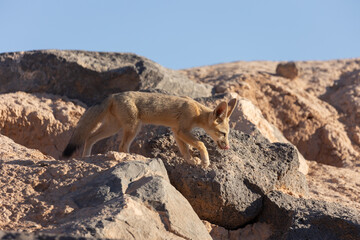 A young Kit Fox cub licks its nose as it trots between boulders where its den is located in the desert of Southern Utah, USA on a summer evening just before sunset.
