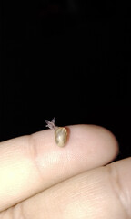 Baby snail in close-up seen at night smaller than a finger