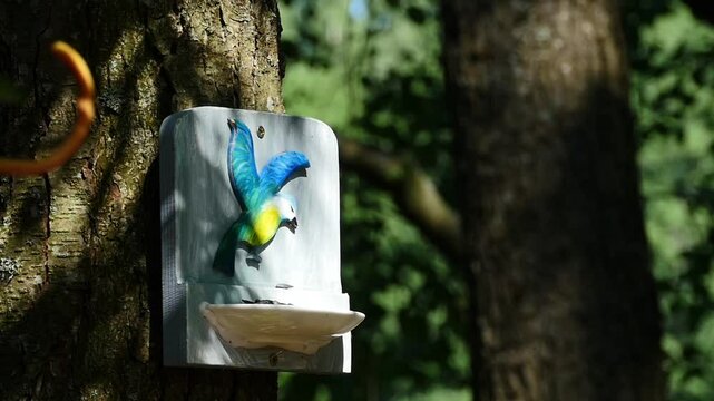 little yellow tit at the feeder in summer, slow mo