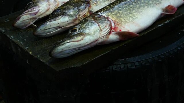 three big trophy pike, lucky fish