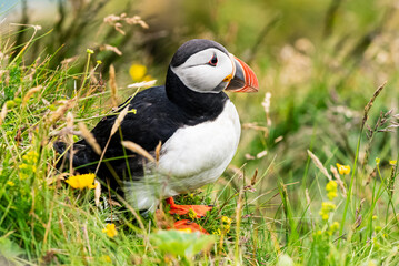 Puffins an the Westman Islands