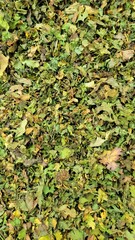 Dried Green Leaves Texture - Herbal and Organic Plant Material Background
