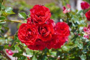 Rote Rosen in Omis in Kroatien