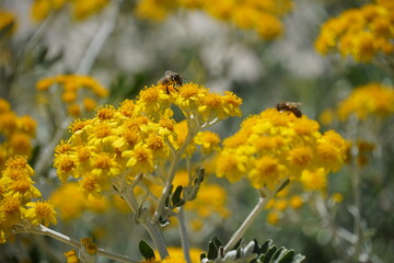 Blühende gelbe Pflanze mit Bienen in Kroatien