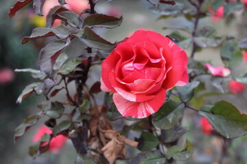 Beautiful pink flower