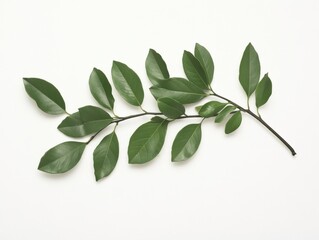 Naklejka premium a sprig of fresh green leaves on a white background