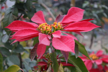 Beautiful red flower