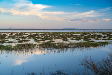 Picturesque Wetland Scenery in Doñana National Park, Andalusia, at Sunset